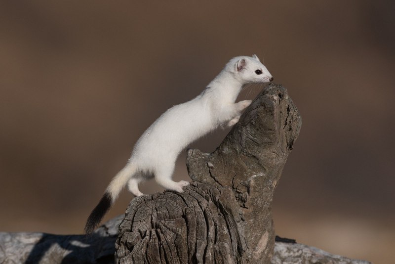 Ласка (Mustela nivalis)