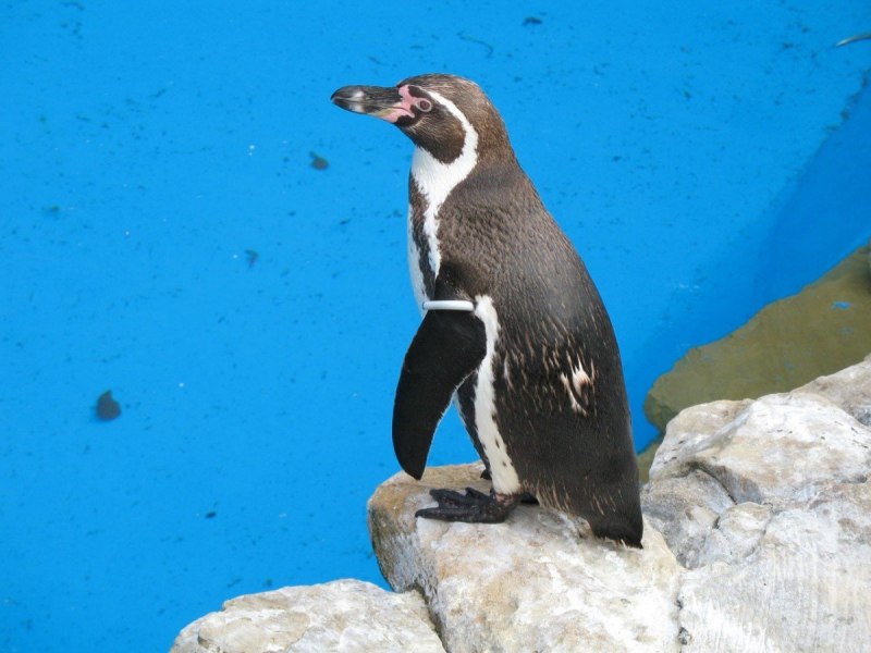 Brown Penguin