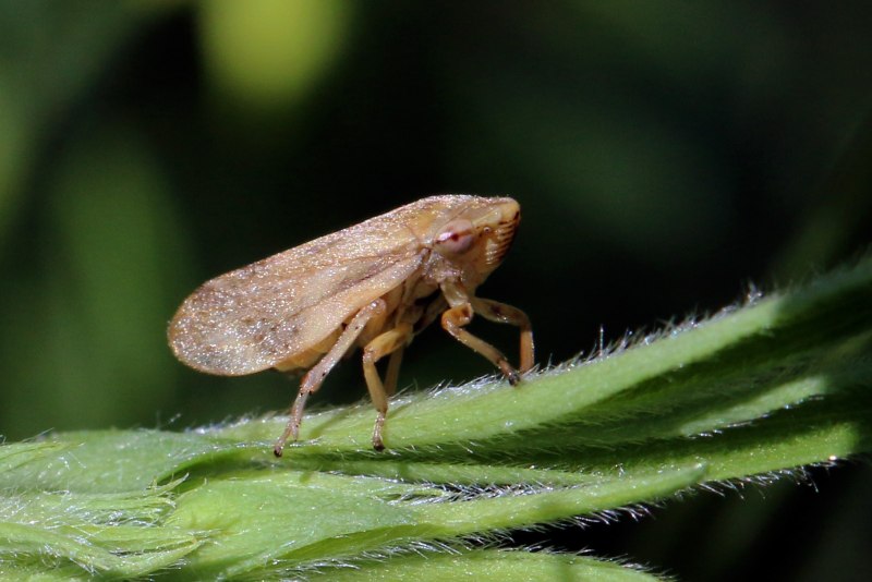 Philaenus spumarius