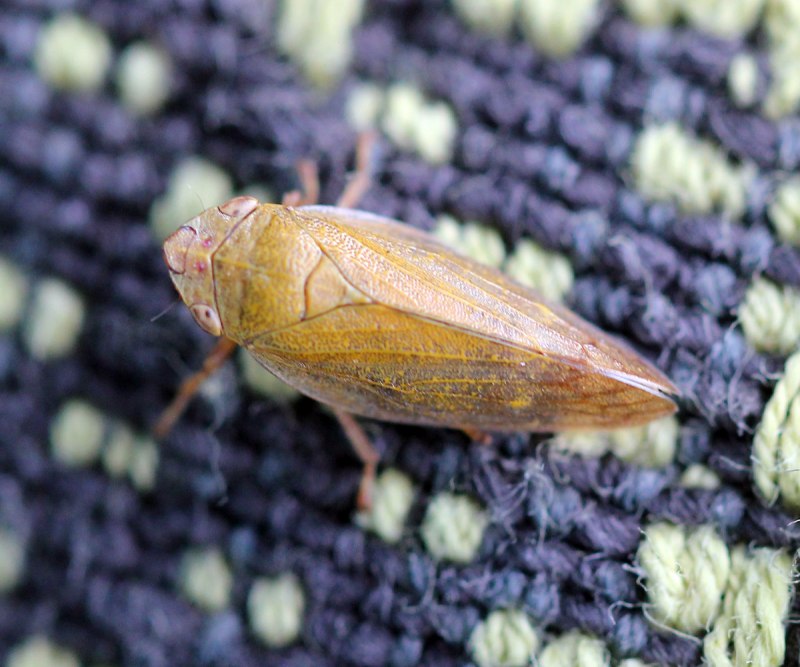 Aphrophora salicina