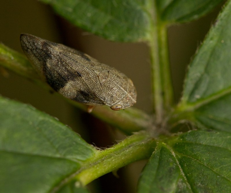 Пенницы Aphrophoridae