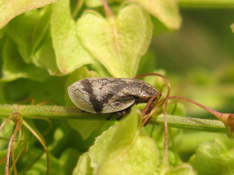 Lepyronia coleoptrata