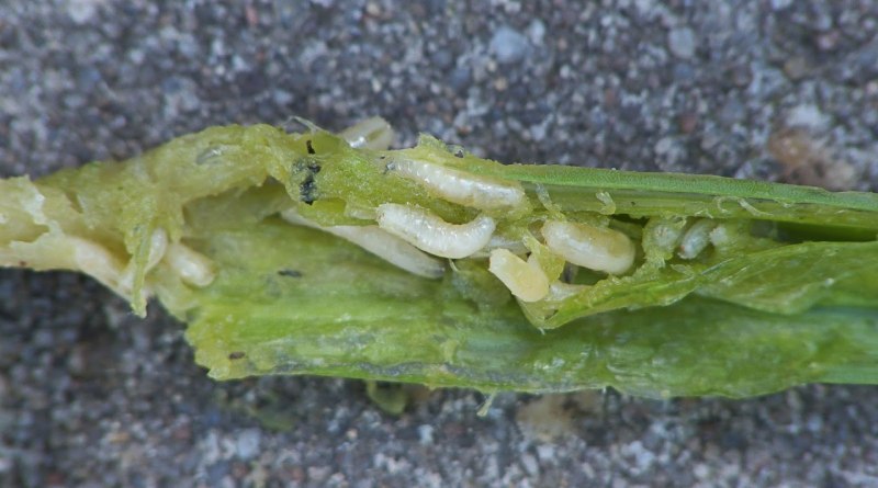 Sclerotinia libertiana