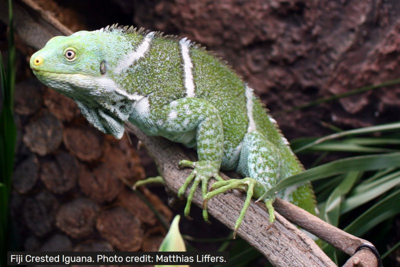 Brachylophus fasciatus