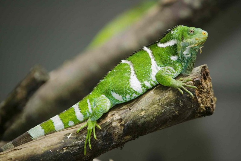 Brachylophus fasciatus — полосатая фиджийская игуана