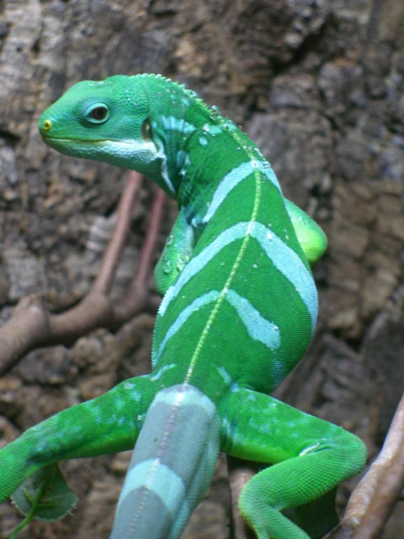 Пятнистобрюхая фиджийская игуана Brachylophus Vitiensis