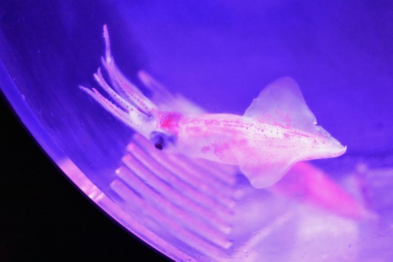 Watasenia scintillans