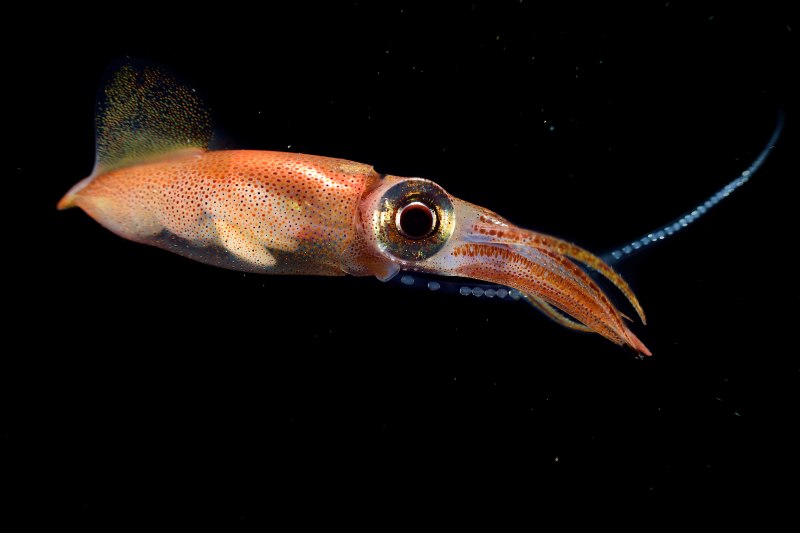 Азовское море медузы светятся
