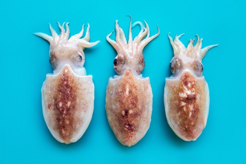 Тихоокеанский кальмар (todarodes pacificus)