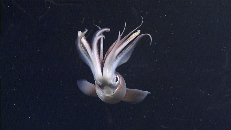Кальмар Euprymna scolopes