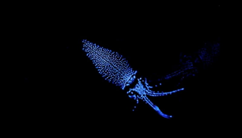 Watasenia scintillans