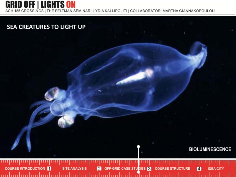Firefly Squid перевод