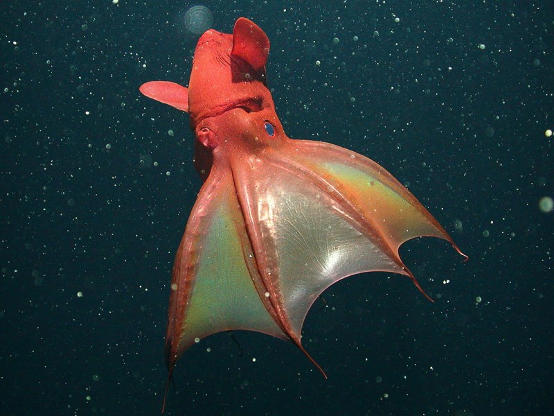 Amphioctopus marginatus