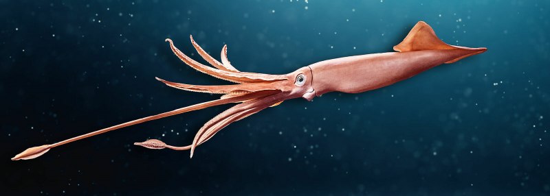 Биолюминесцентный осьминог / stauroteuthis syrtensis