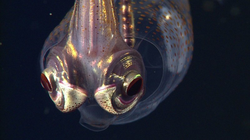 Медуза Ctenophora