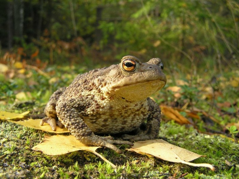 Pelophylax лягушка