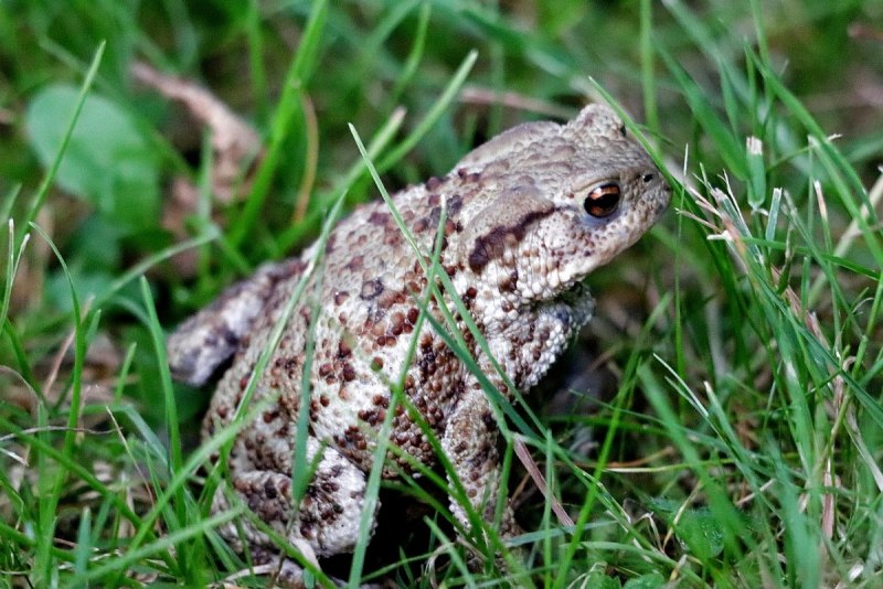 Жаба зеленая - Bufo viridis Laurenti