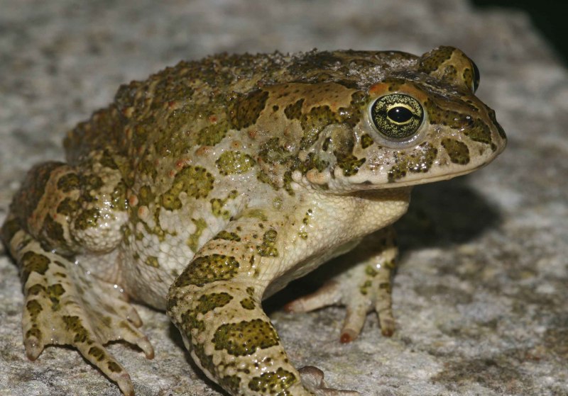 Сибирская лягушка Rana amurensis
