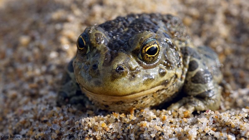 Монгольская жаба Bufo Raddei