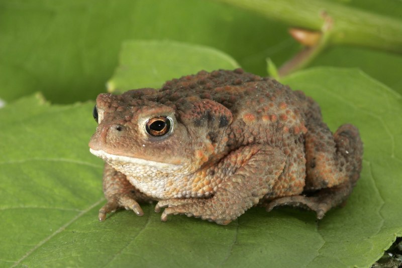 Жаба зелёная – Bufo viridis (Laurenti, 1768)