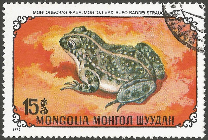 Шипастоголовая древесная лягушка.