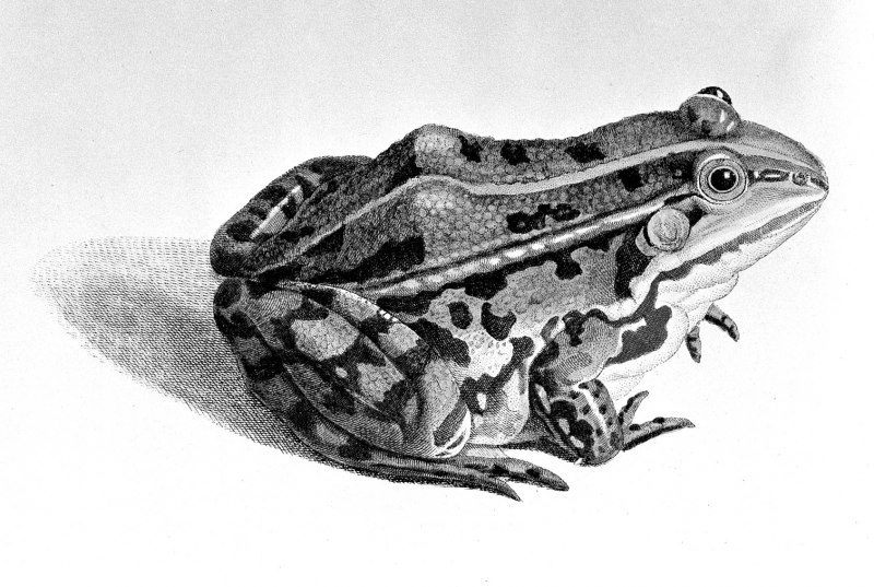 Жаба зелёная – Bufo viridis (Laurenti, 1768)