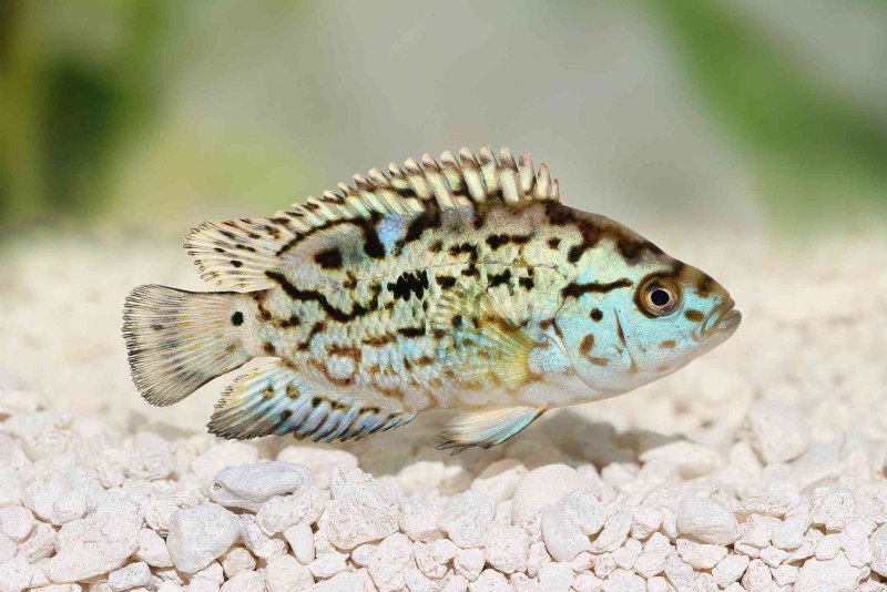 Mayan Cichlid