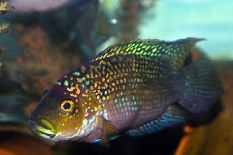Electric Blue acara Cichlid