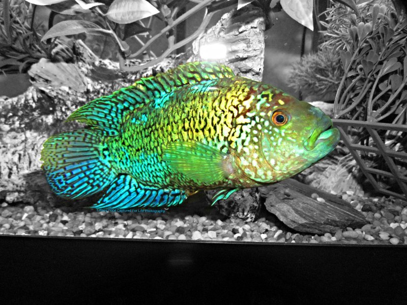 Nandopsis octofasciatum