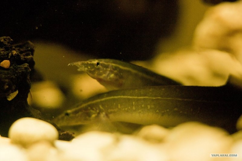 Macrognathus circumcinctus