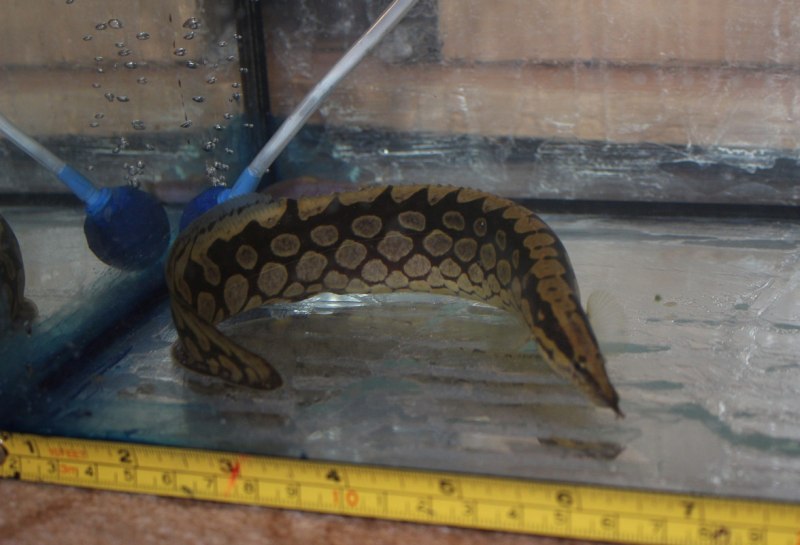 Local spiny eel Fish