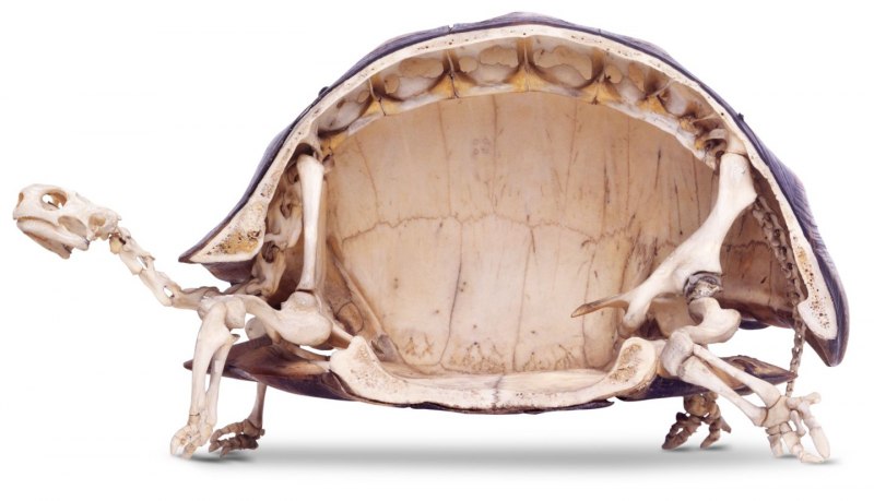 Apalone mutica
