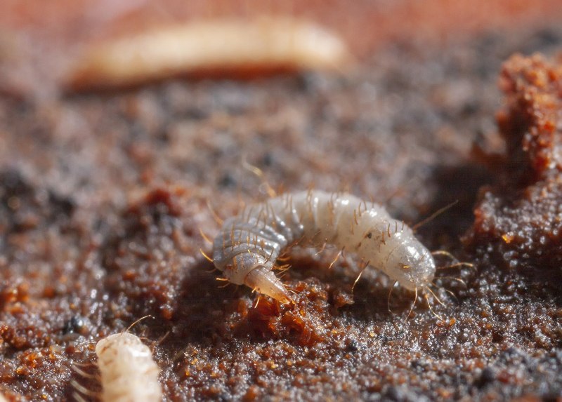 Aradus cinnamomeus