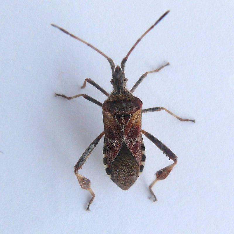 Сосновый семенной клоп Leptoglossus occidentalis Heidemann