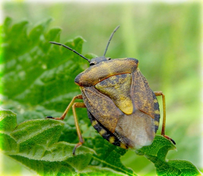 Клопы семейства Cimex hemipterus