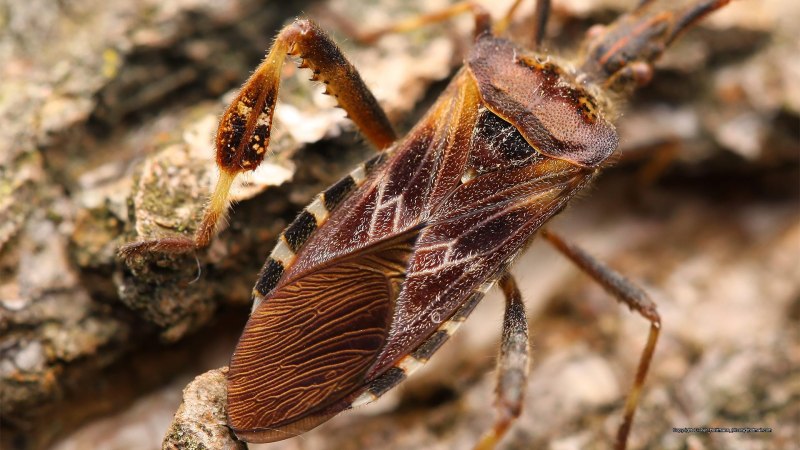 Американский клоп Leptoglossus occidentalis