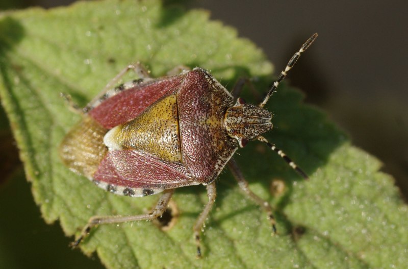 Коричнево-мраморный клоп (Halyomorpha halys)