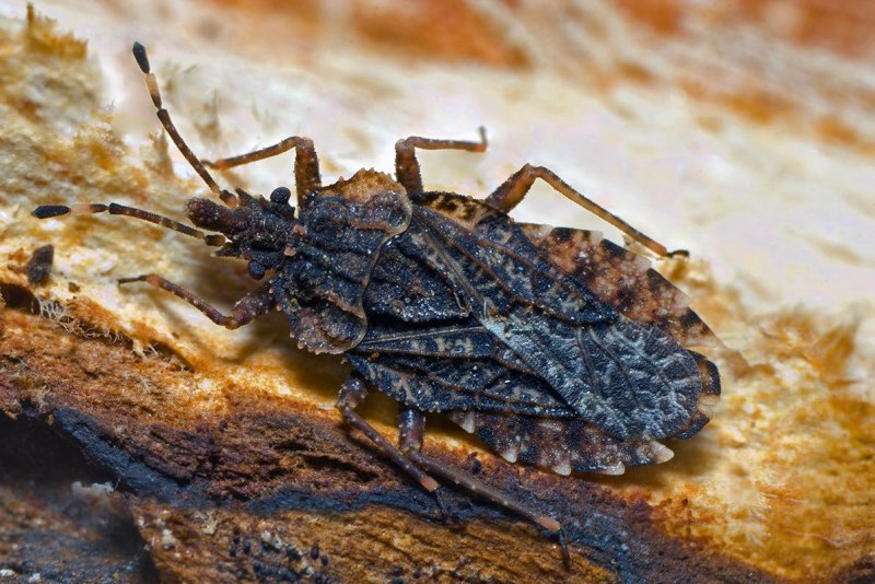 Клоп Сосновый — Aradus cinnamomeus