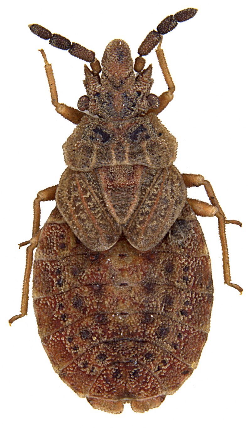 Сосновый подкорный клоп Aradus cinnamomeus