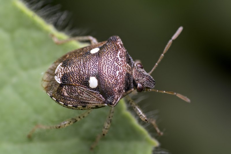 Коричнево-мраморный клоп Halyomorpha halys stal