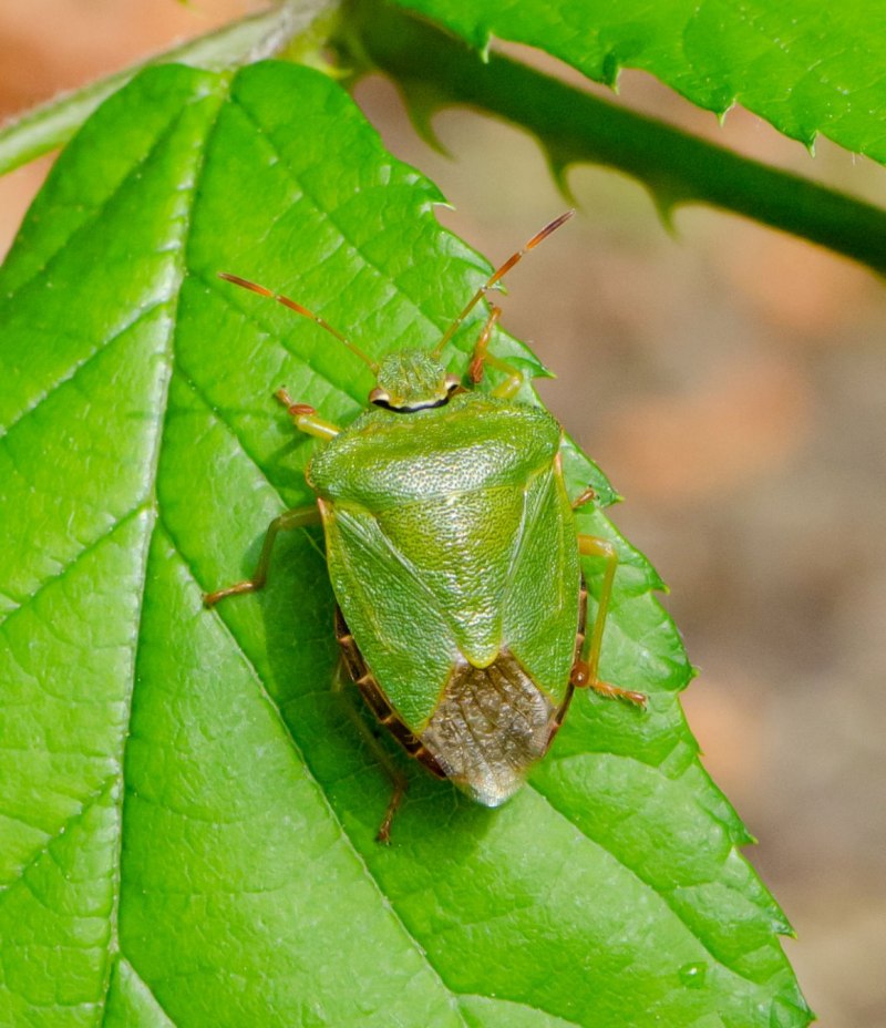 Cimex lectularius