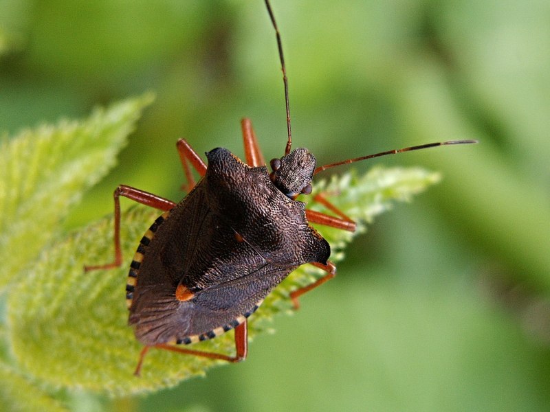 Дубовый клоп-Кружевница Corythucha arcuata
