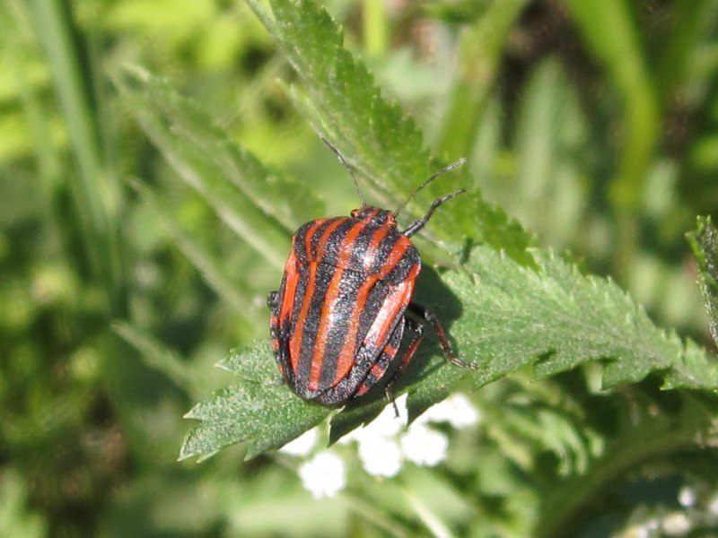Клоп хищнец Assassin Bug
