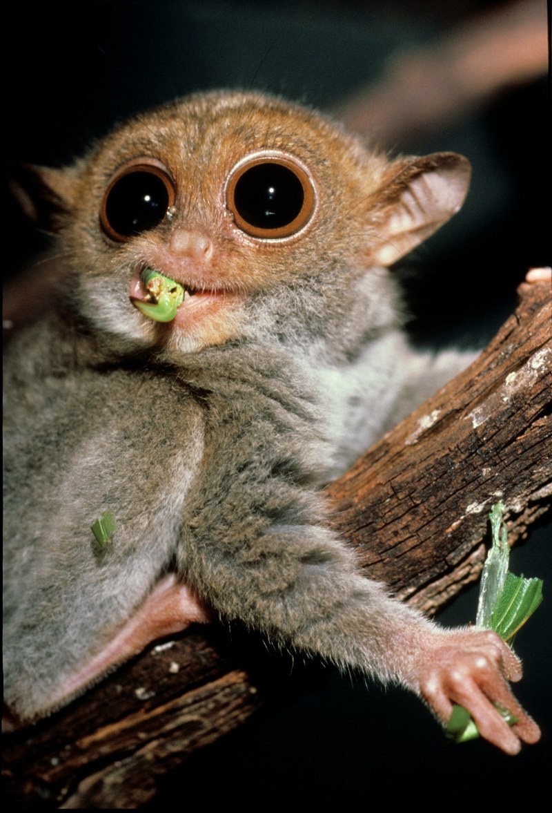  Долгопят Диана (Tarsius dentatus)