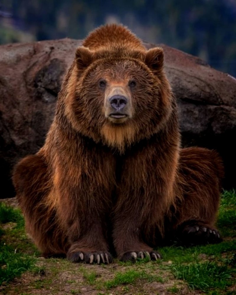 Северная Америка медведь Гризли