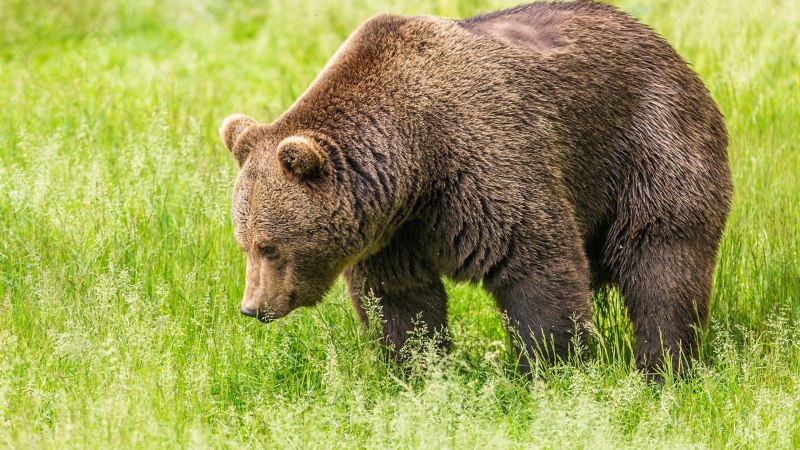 Бурые медведи в дикой природе