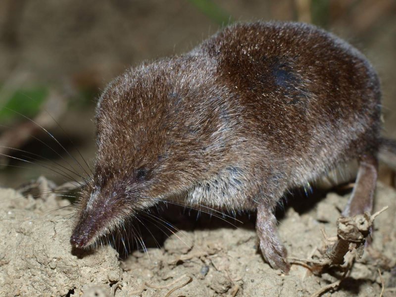 Sceliphron destillatorium
