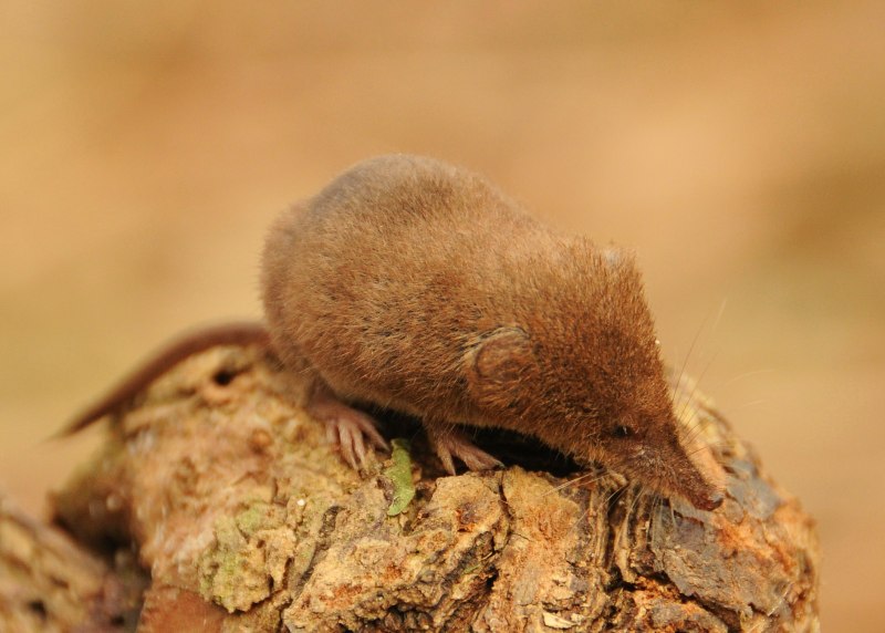 Suncus Etruscus (землеройка)