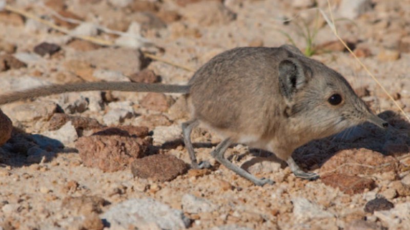 Episoriculus Fumidus