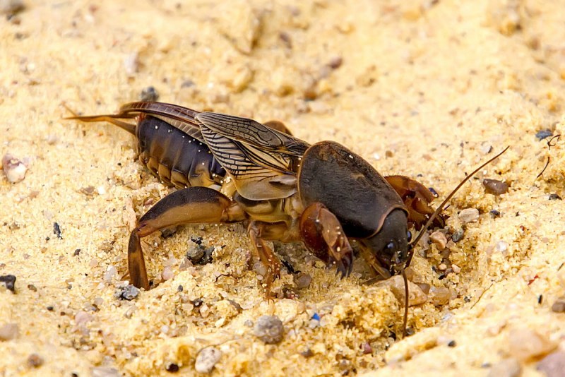 Vespa mandarinia Шершень
